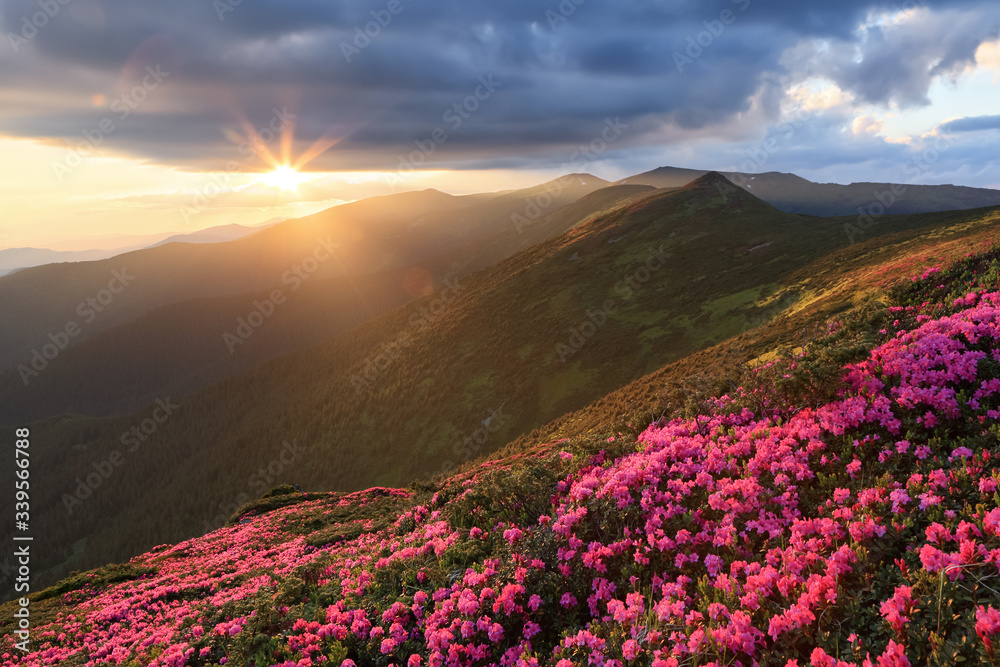 Scenery of the sunset at the high mountains. Amazing spring landscape. A lawn covered with flowers of pink rhododendron. Dramatic sky. The revival of the planet. Location Carpathian, Ukraine, Europe.