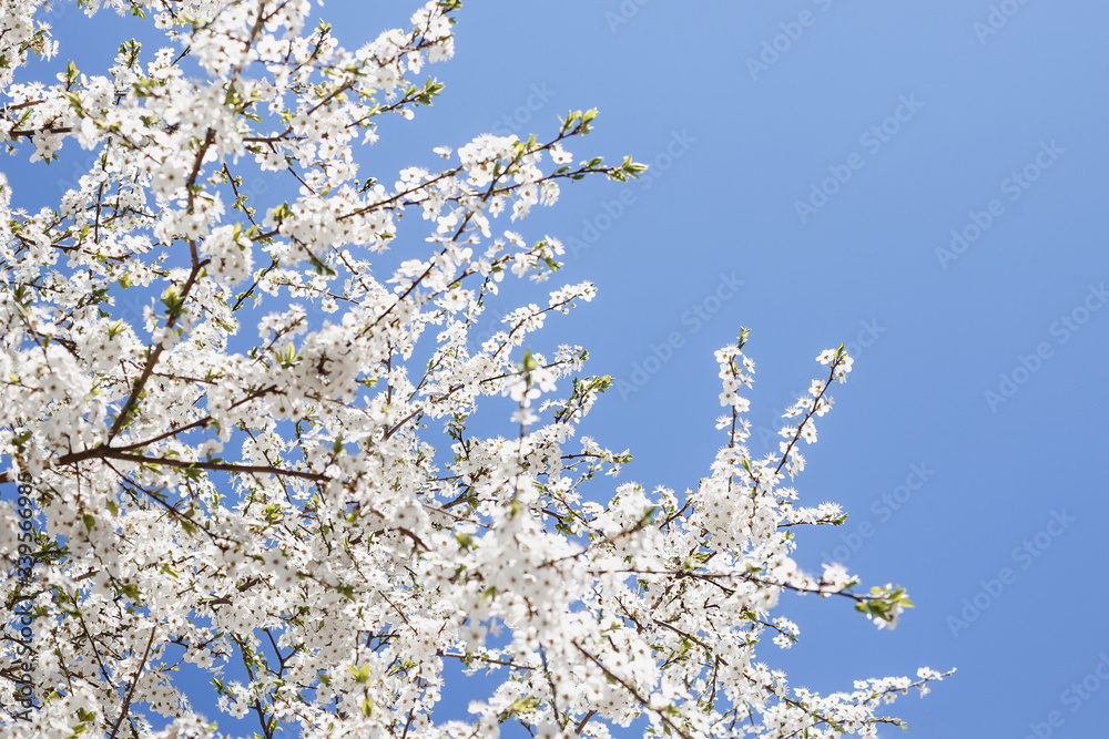 flowering tree branches in the sunshine against a blue sky in spring. Shallow depth of field. Some flowers are out of focus.