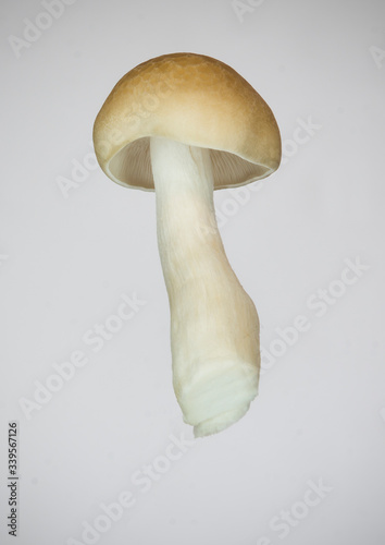 Mushroom isolated. Shimeji : a type of japanese mushroom. Champignon 