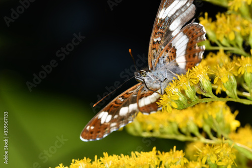 Small spotted butterfly from the Nymphalide family on a bright yellow flower photo