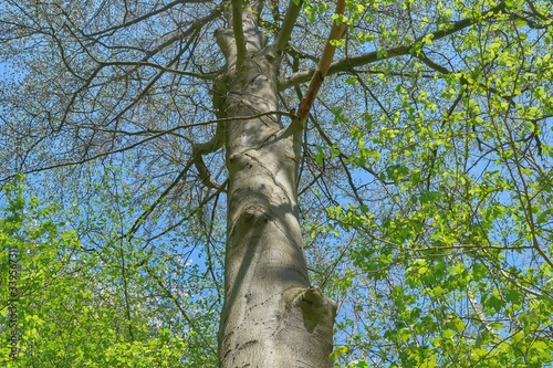 Beautiful big beech tree in spring