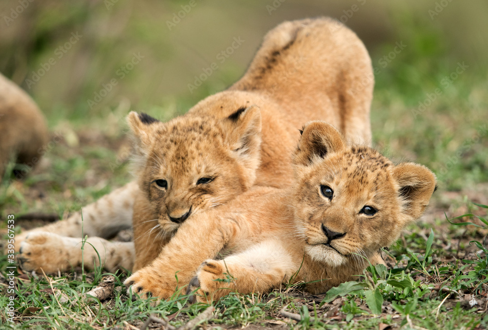 Lion cubs playing in the Masai Mara grassland Lion cubs playing in the Masai Mara grassland