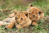 Lion cubs playing, Masai Mara