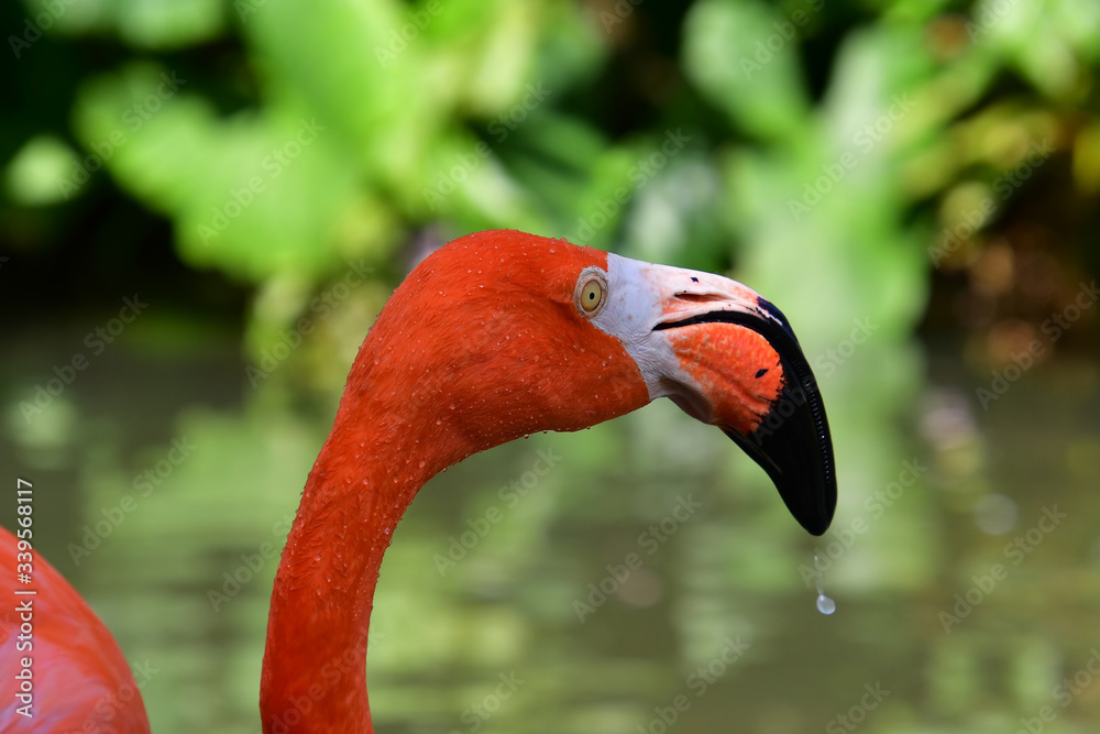 Fototapeta premium Close-up portrait of a pink flamingo with drops of water falling from a stick