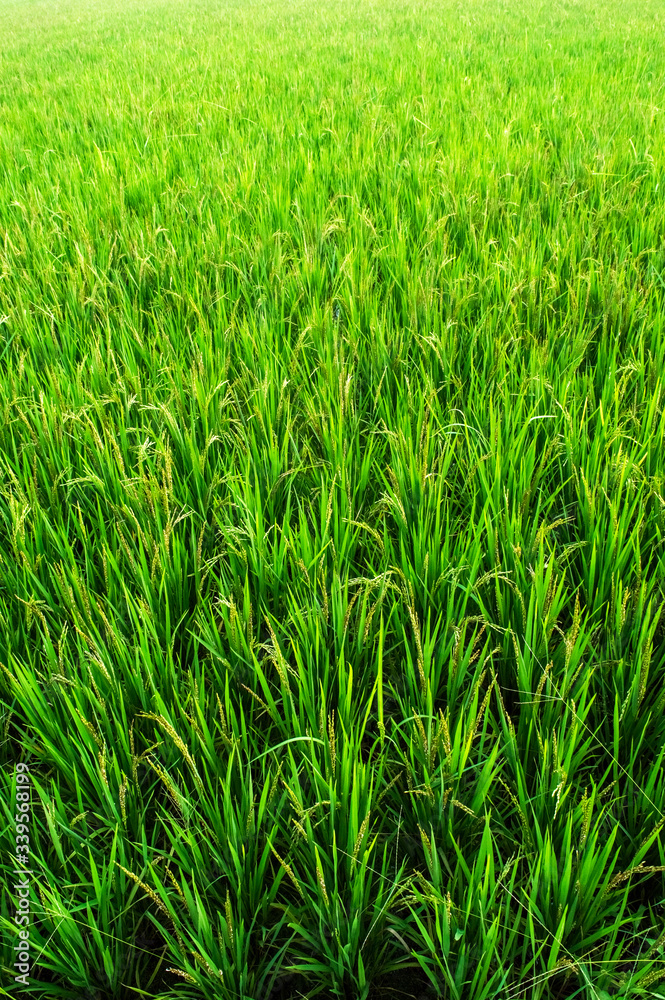 Rice and beauty of natural sunlight. During sunset Rice and beauty of natural sunlight. During sunset