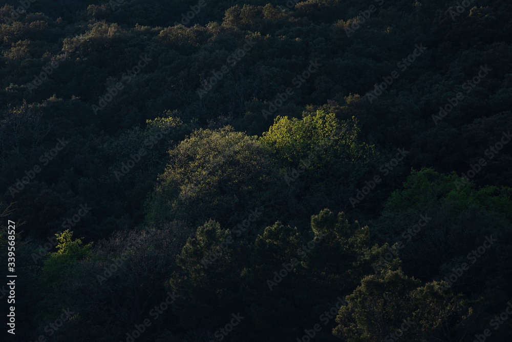 Lumière du soir au coucher du soleil rasant la cime des arbres d'une forêt sur une colline boisée et sauvage.