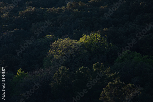 Lumière du soir au coucher du soleil rasant la cime des arbres d'une forêt sur une colline boisée et sauvage.