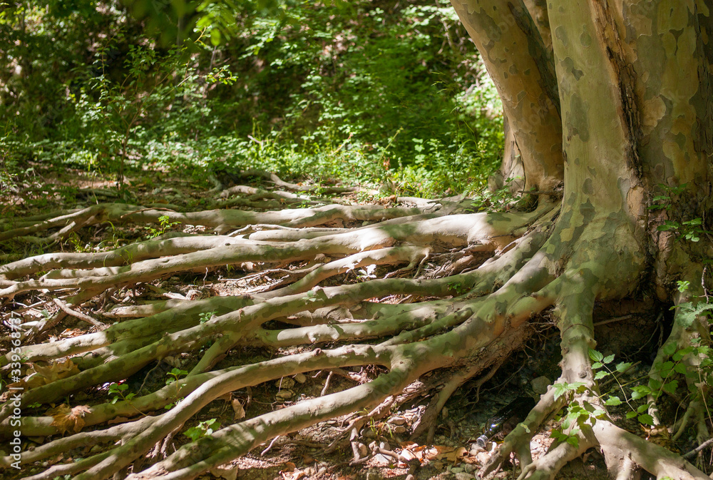 old tree trunk old tree trunk
