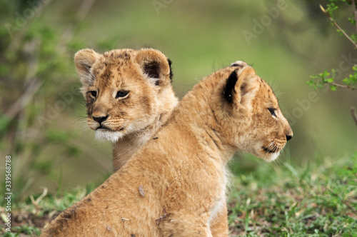 Lion cubs  Masai Mara