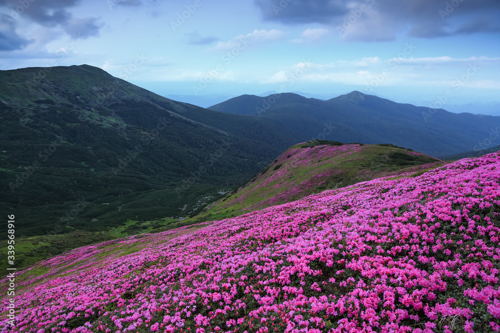 Amazing spring scenery. A lawn covered with flowers of pink rhododendron. Mountain landscape with beautiful sky. The revival of the planet. Location Carpathian mountain, Ukraine, Europe. Amazing spring scenery. A lawn covered with flowers of pink rhododendron. Mountain landscape with beautiful sky. The revival of the planet. Location Carpathian mountain, Ukraine, Europe.