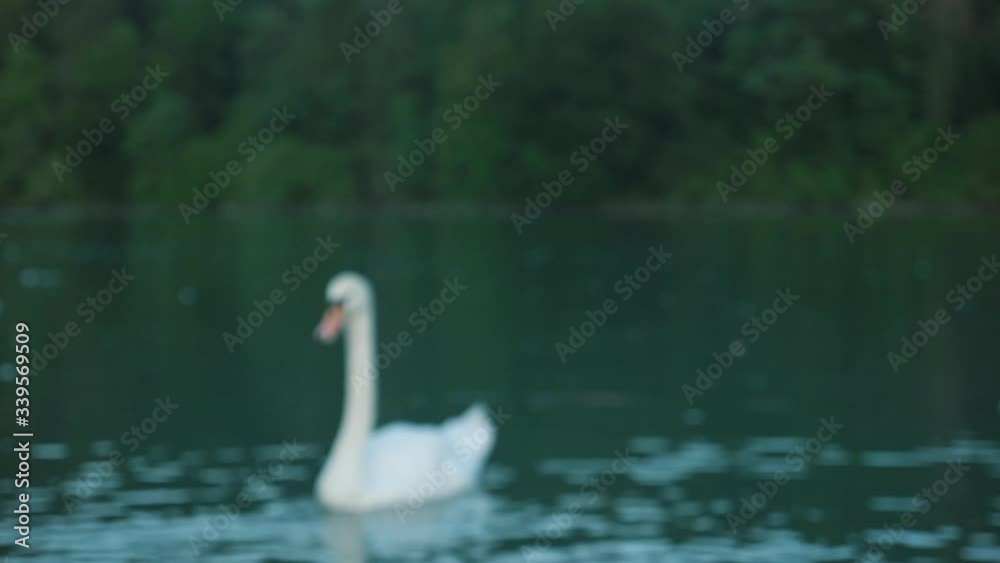 Woman feeding wild swans in blue lake Woman feeding wild swans in blue lake
