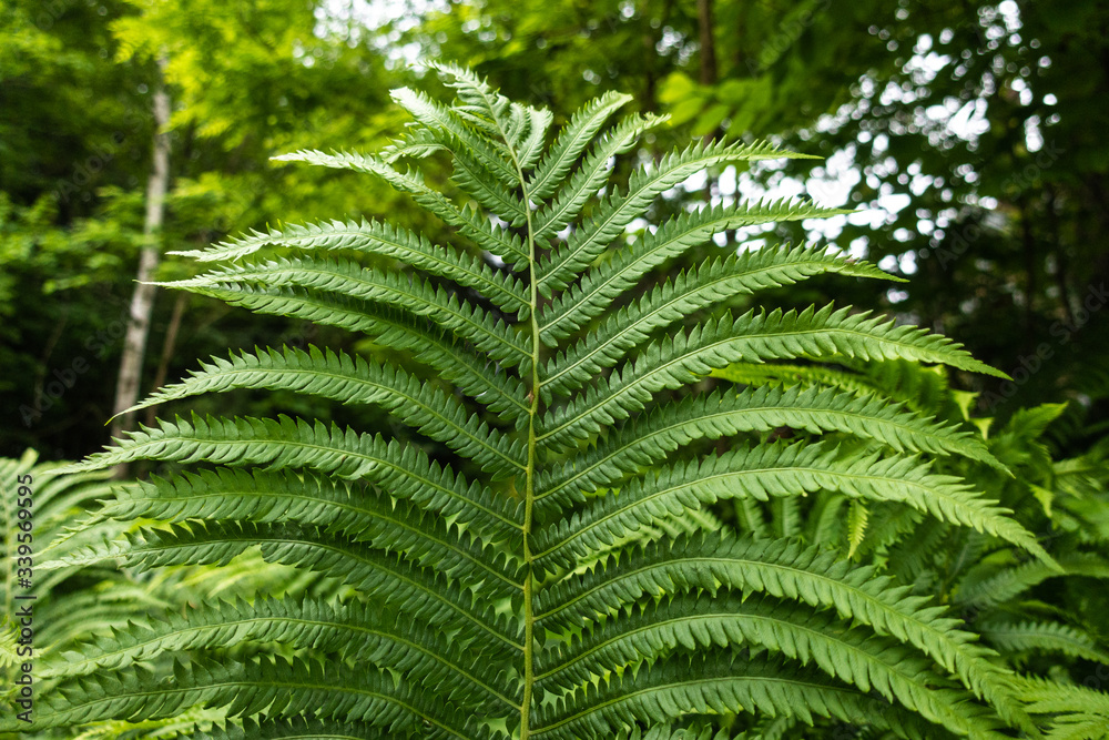 Wild Fern