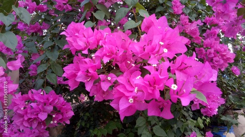 bougainvillea flowers in the garden