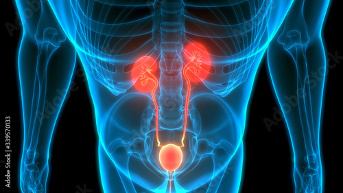 Human Urinary System Kidneys with Bladder Anatomy