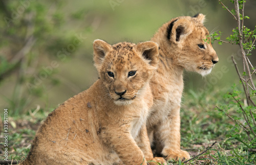 Lion cubs posing after a play  Masai Mara
