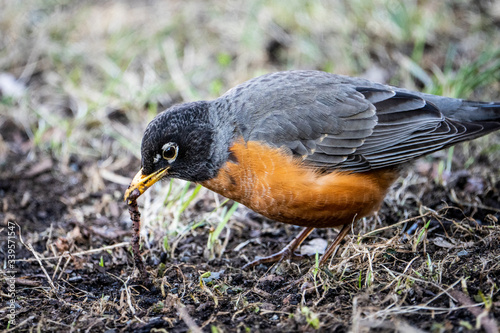 American robin foraging for insects and worms in the grass