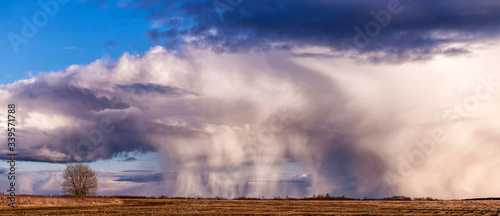 A beautiful panorama of a lonely tree and rain pouring from thunderclouds in the middle of a field. Storm clouds in the blue sky. Beautiful spring landscape.