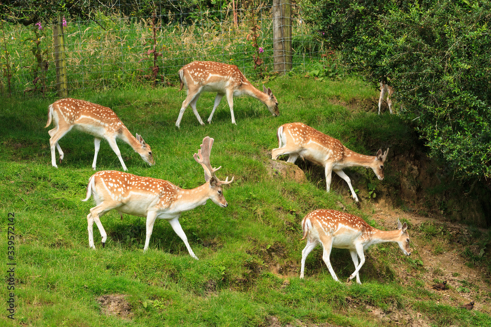 A herd of fallow deer, one buck with a group of does, on a grassy hillside A herd of fallow deer, one buck with a group of does, on a grassy hillside