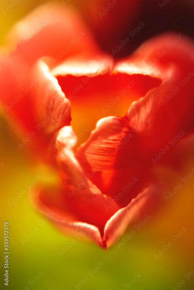 Abstract blurred image of natural details. Red flowers near for backgrounds with place for text. Copy space. Abstract blurred image of natural details. Red flowers near for backgrounds with place for text. Copy space.