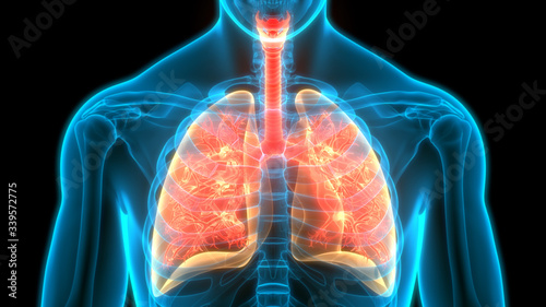 Obraz na płótnie Human Respiratory System Lungs Anatomy