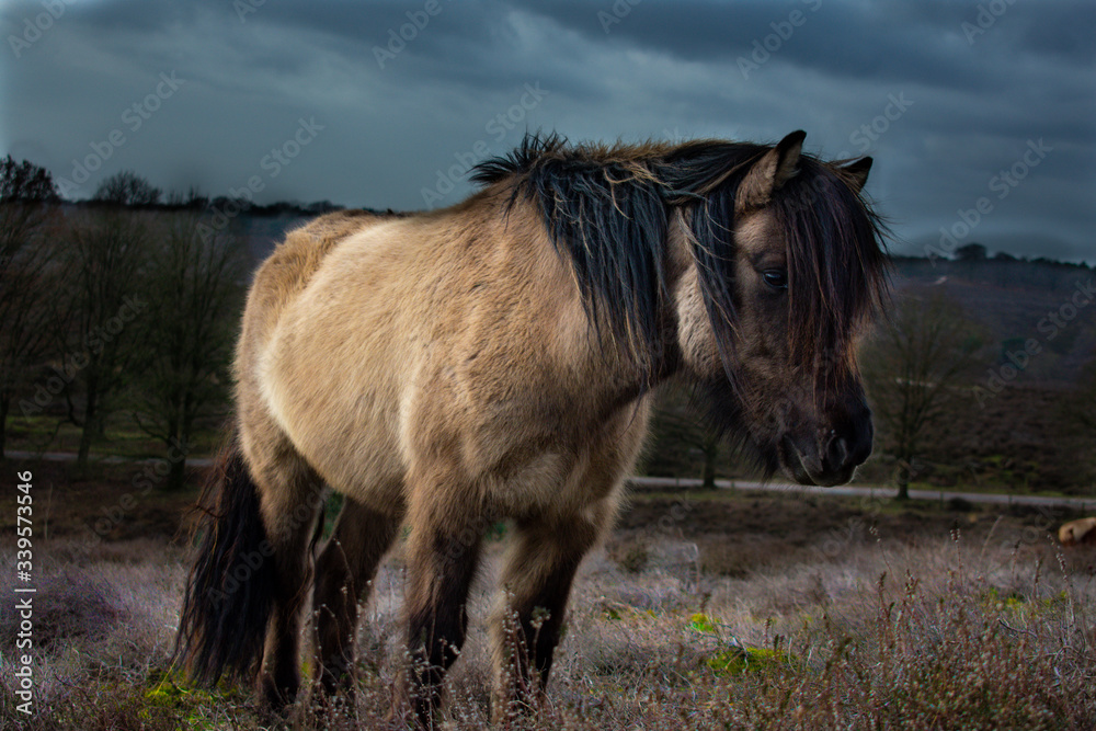 Fototapeta premium horse in the field