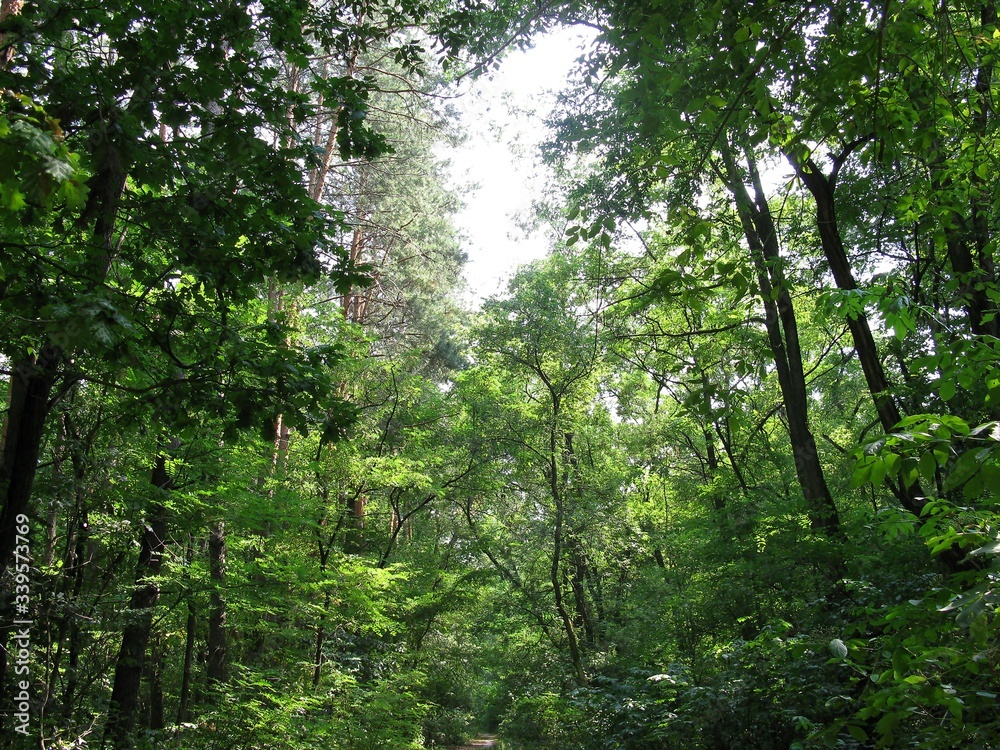 Obraz premium Forest