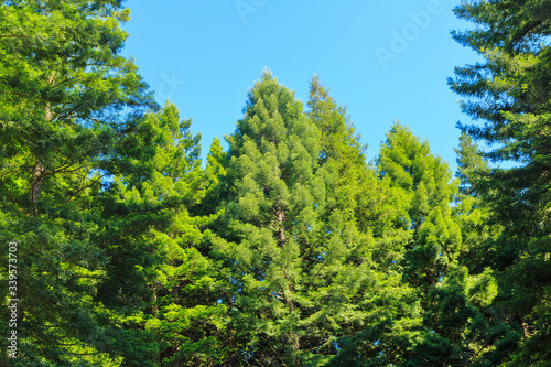 A forest of California redwoods. The lush green foliage at the tops of the trees. Photographed in Whakarewarewa Forest, Rotorua, New Zealand, where the trees have been introduced