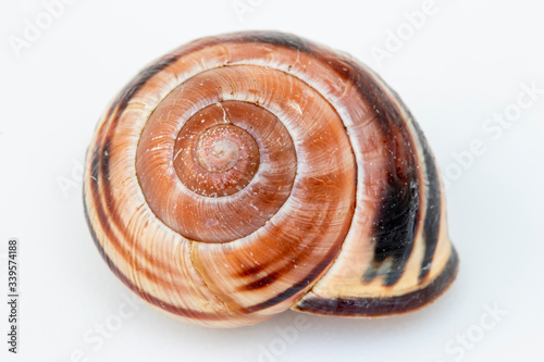 Snail shell against a white background