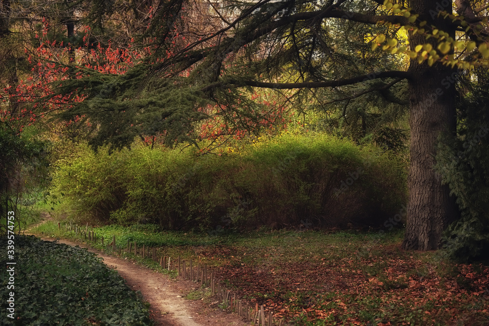 Obraz premium Shady overgrown garden in spring. A path among conifers.