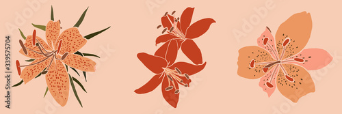 Collection Art collage lily flower in a minimal trendy style. Silhouette of lily plants on a pink background. Vector