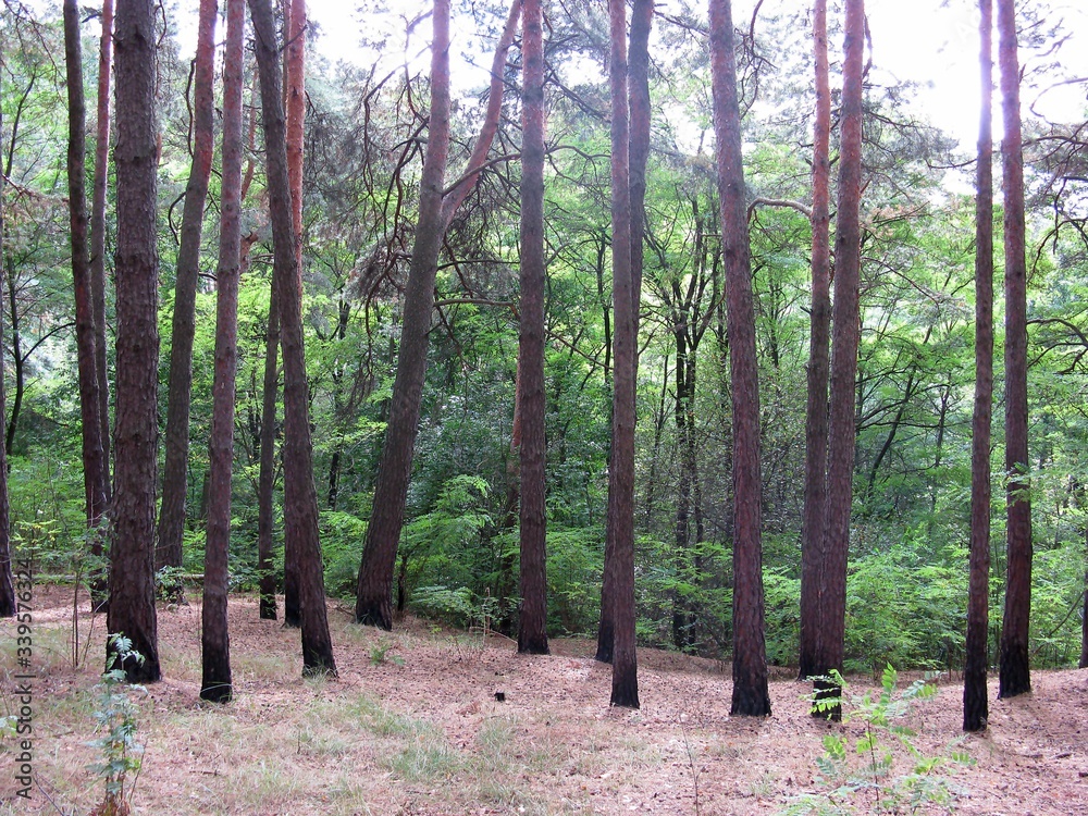 Obraz premium Forest