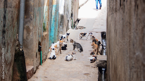 Canvas Print Street cats sitting in a narrow alley, homeless cats, hungry cats
