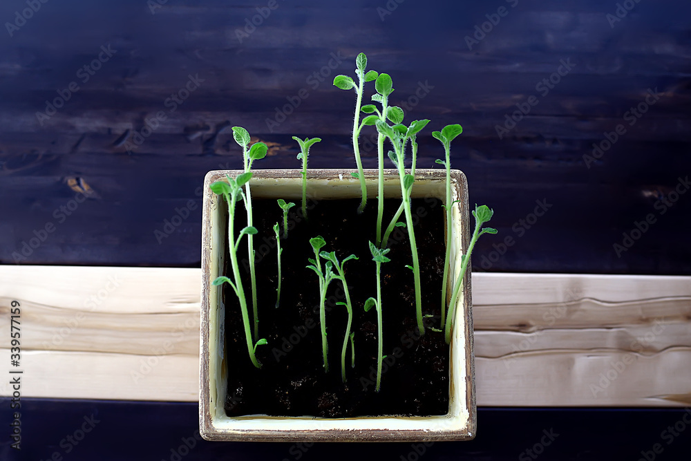 young sprouts in a pot / fresh little greens, biology, botany concept