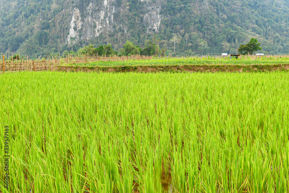 Obraz premium Green rice field in the mountains in front of big rock.