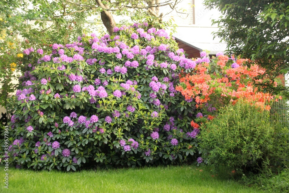 Fototapeta premium Rhododendron