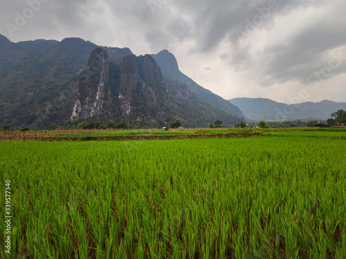 Green rice field in the mountains in front of big rock.