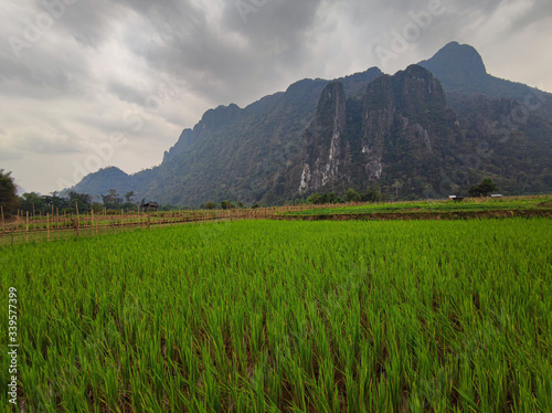Green rice field in the mountains in front of big rock.