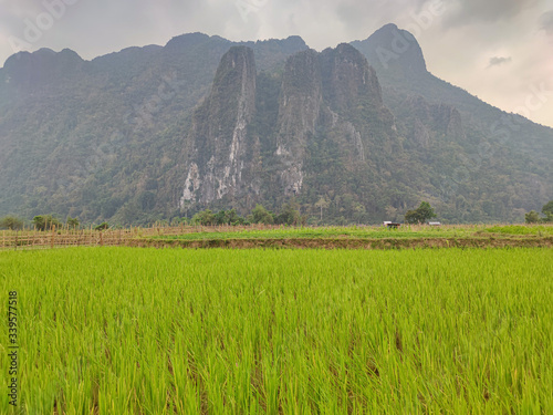 Green rice field in the mountains in front of big rock.