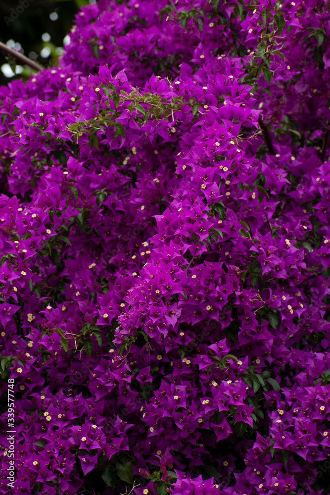 Flores y hojas violetas en la naturaleza