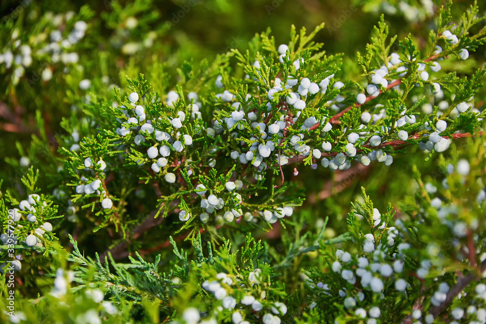 The berries of the evergreen juniper branches. Juniper berries close-up. The berries of the evergreen juniper branches. Juniper berries close-up.