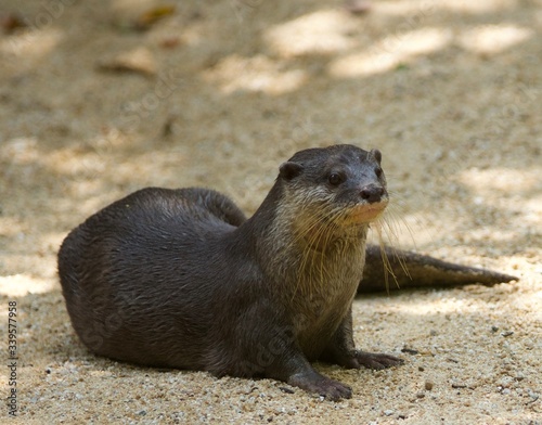 Small-Clawed Otter Resting by the Shade