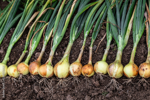 Harvest of fresh ripe organic pesticide free onion on the ground. photo