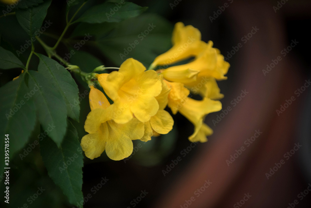 Obraz premium Yellow bell
