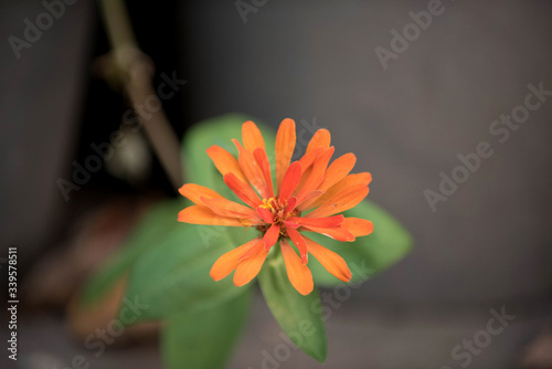  zinnia violacea flowers or asteraceae with yellow pollen bloomi photo