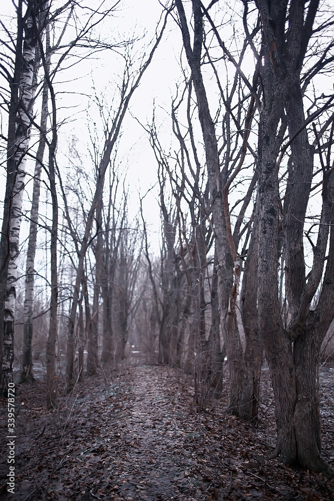 Fototapeta premium early spring in the forest / trees without leaves, snow melts, gray sad forest park in spring
