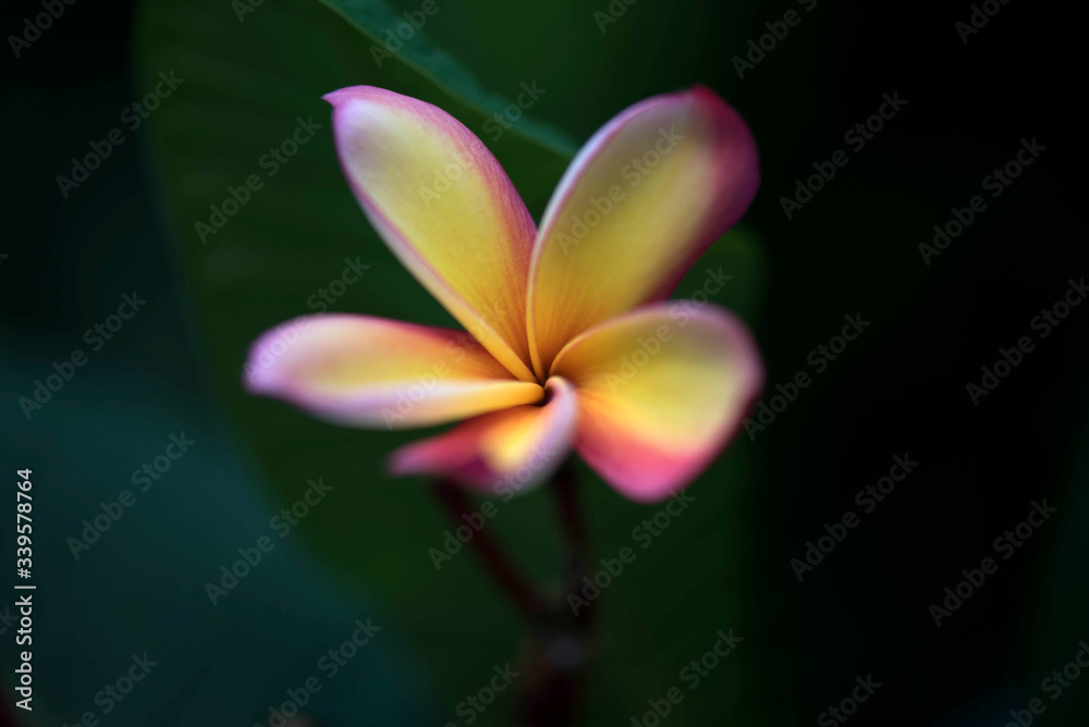 Plumeria Iconic Tropical Flower, Beautiful Pink Plumeria