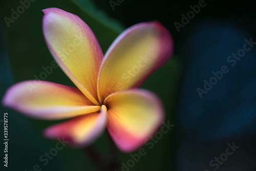 Plumeria Iconic Tropical Flower, Beautiful Pink Plumeria