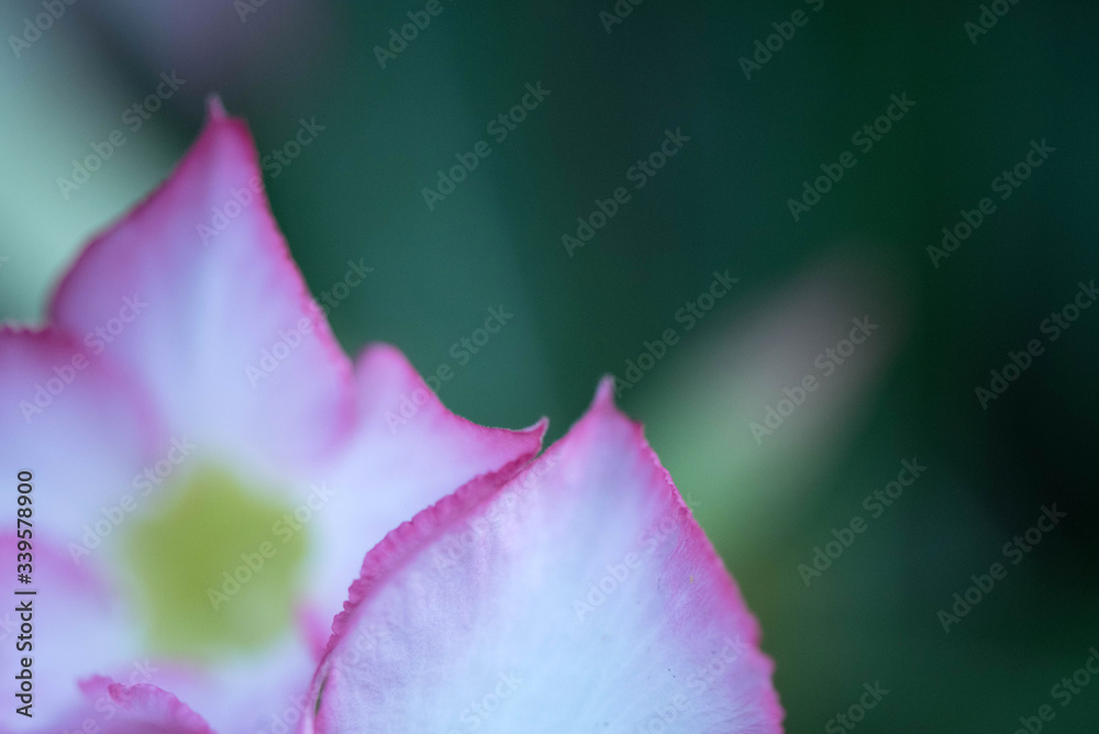 Close-up Desert Rose Tropical flower , Impala Lily , Mock Azalea