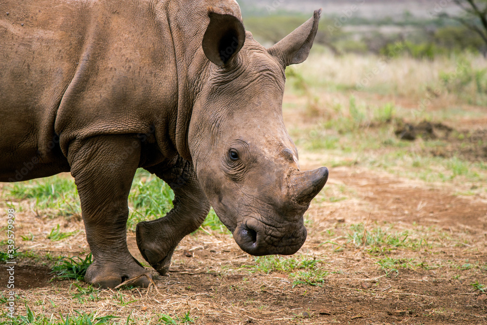 Obraz premium A young rhino grazing through the African plains in search of food, with some vegetation visible in the background.