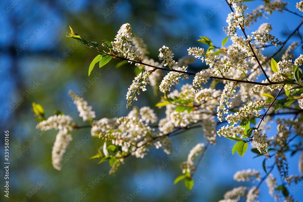 Blühende Gewöhnliche Traubenkirsche (Prunus padus) im Frühlingswald | flowering bird cherry (Prunus padus) in the forest Blühende Gewöhnliche Traubenkirsche (Prunus padus) im Frühlingswald | flowering bird cherry (Prunus padus) in the forest